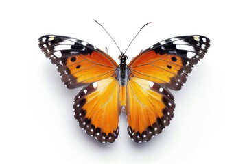 Obraz premium Butterfly isolated on white background