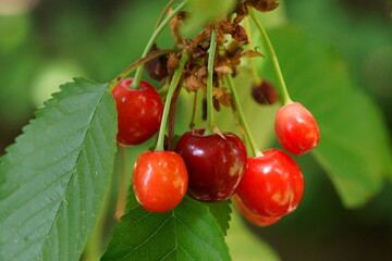 Closeup photo of a cherry branch with a leaves and red fruit; Prunus Cerasus