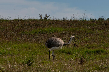 Greater Rhea or Rhea americana a species of flightless bird native to eastern South America walking in the grassland of the pampas in Uruguay