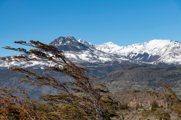 Bend branches of tree as result of constant wind with in background snow covered mountains of the Paine Massif along W-trek hiking route in Torres del Paine National Park, Patagonia, Chile