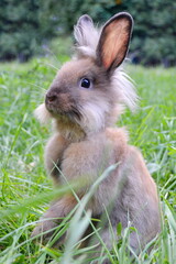 Fototapeta premium Bunny rabbit sitting on meadow & eating green grass. Close up bunny rabbit on green background vertical photo. Grey fluffy rabbit side in garden. Cute bunny rabbit portrait summer day. Animal nature