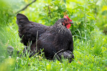 Little chicks hide under the hen's wing