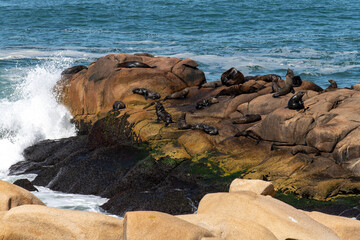 Colony of sea lions on the rocks along the Atlantic Ocean coastline of the small settlement Cabo...