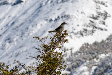 The fire-eyed diucon (Xolmis pyrope) is a passerine bird of South America belonging to the tyrant flycatcher family Tyrannidae on a branch with out of focus snow covered mountain in background