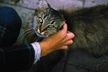 Woman hand stroking street cat. People support pets. Human hand caresses abandoned homeless animal...