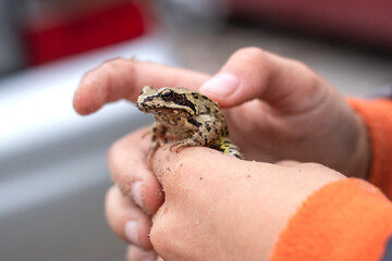 The boy holds a frog on his hand