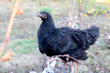 A black hen sits on a pole in the garden