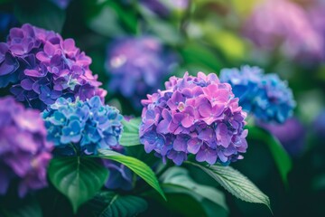 Obraz premium A closeup of purple and blue hydrangea flowers in full bloom, surrounded by green leaves, with a blurred background of a Japanese garden Generative AI
