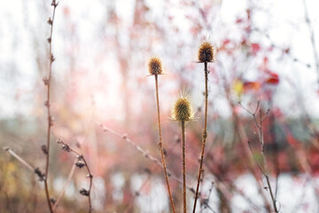 Thickets of weeds near the river in sunny weather