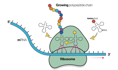 Illustration of Translation Process on White Background Demonstrating Protein Synthesis in Molecular Biology.