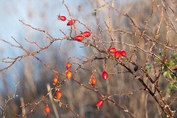 A rose bush with red berries near the river on a sunny day