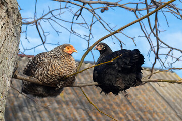 Two chickens are sitting on a tree branch in a farm