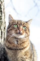 A brown cat with green eyes sits near a tree