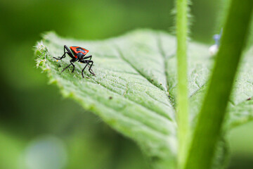 ladybug on green leaf
