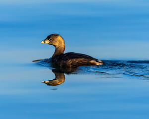 Fototapeta premium This Pied-billed Grebe is seen a very nice reflection shot on Lake Lanier.