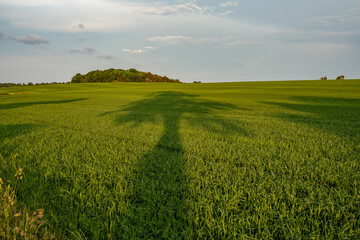 Tilsvilde, Denmark A sunset view over green agricultural fields and shadows of trees.