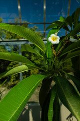 Fototapeta premium Plumeria flower in a greenhouse