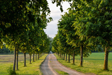 Tisvilde, Denmark A tree-lined alley and road in the summer at sunset.