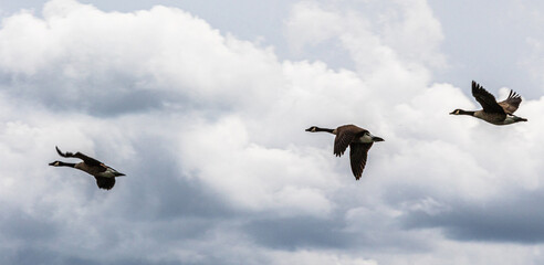 birds in flight