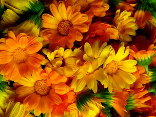 Calendula flower medicinal herbs background. Flower heads of calendula collected for essential oil and drying petals for tea. Pot Marigold (Calendula officinalis) in sunny day on garden plantation