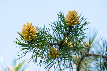 branch of a pine