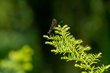 dragonfly on a branch