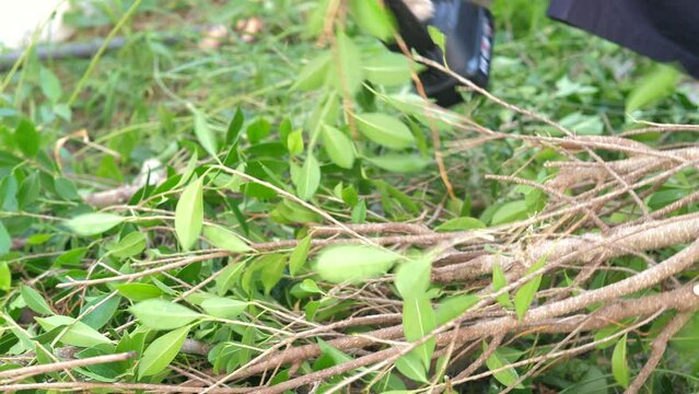 Pruner scissor cutting the plant for decorate. people use Pruning scissors to cut a tree branch 