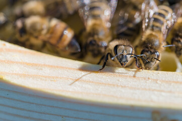 Pszczoła miodna na plastrze z wosku pszczelego. Naturalne środowisko pszczoły miodnej. Pszczoły zbierające mi&oacute;d. Macro fotografia pszczoły miodnej na wosku pszczelim. 