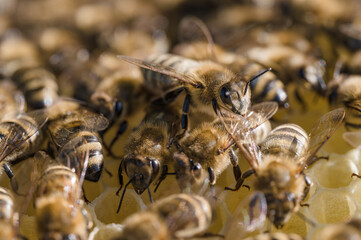 Pszczoła miodna na plastrze z wosku pszczelego. Naturalne środowisko pszczoły miodnej. Pszczoły zbierające miód. Macro fotografia pszczoły miodnej na wosku pszczelim. 