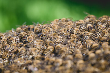 Pszczoła miodna na plastrze z wosku pszczelego. Naturalne środowisko pszczoły miodnej. Pszczoły zbierające mi&oacute;d. Macro fotografia pszczoły miodnej na wosku pszczelim. 