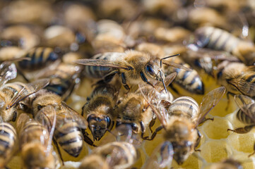 Pszczoła miodna na plastrze z wosku pszczelego. Naturalne środowisko pszczoły miodnej. Pszczoły zbierające mi&oacute;d. Macro fotografia pszczoły miodnej na wosku pszczelim. 