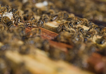 Pszczoła miodna na plastrze z wosku pszczelego. Naturalne środowisko pszczoły miodnej. Pszczoły zbierające miód. Macro fotografia pszczoły miodnej na wosku pszczelim. 