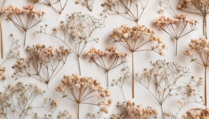 beautiful floral seamless pattern with wild dried gypsophila flowers stock herbarium illustration