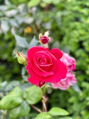 Close up of a beautiful red rose in full bloom, taken in an English Garden 