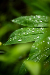 abstract natural background of leaves in dew drops