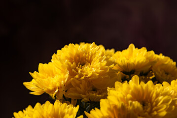 Beautiful yellow chrysanthemum flowers on rustic wood, selective focus.