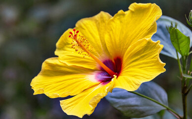 Hibiskus