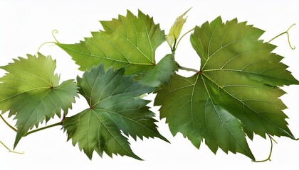 wild grape vine leaves with green colors isolated on transparent background png with high resolution