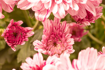 Beautiful pink chrysanthemum flowers on rustic wood, selective focus.