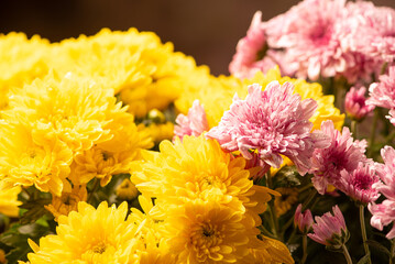 Beautiful arrangement of yellow and pink chrysanthemum flowers, selective focus.