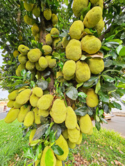 Jackfruit tree loaded with jackfruits on a street in Brazil, selective focus.