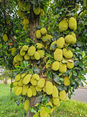 Jackfruit tree loaded with jackfruits on a street in Brazil, selective focus.
