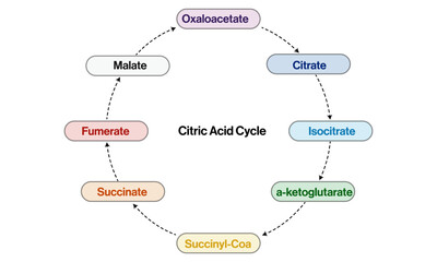 Illustration of Citric Acid Cycle on White Background Demonstrating Biochemical Pathway in Cellular Respiration.