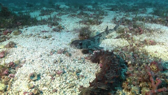 Wildlife underwater - Little shark -catshark- quiet at the seabed