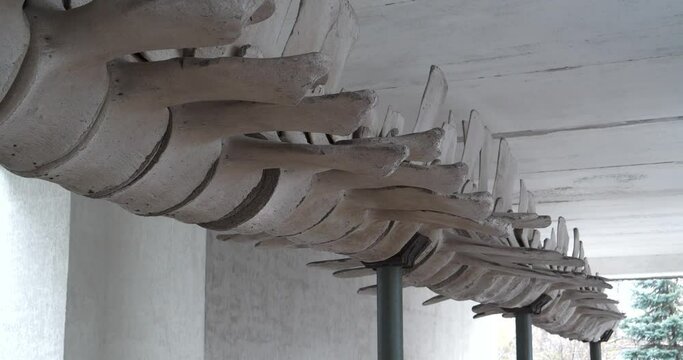 Whale spine. Big grey skeleton of big blue whale. Real whale bones. Balaenoptera musculus