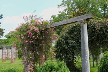 Fototapeta premium Pink Roses Hang from Trellis in Virginia