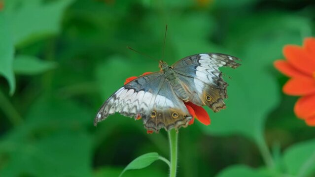Beautiful Malay cruiser butterflies on a vibrant red flower by lush green foliage in a tropical sunny park