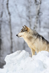 Grey Wolf (Canis lupus) Looks Left From Atop Snow Mound Winter