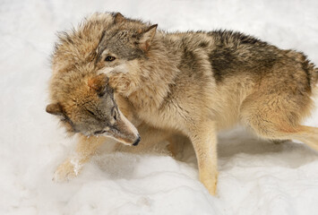 Grey Wolf (Canis lupus) Grabs Packmate By Scruff of Neck Winter