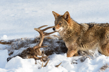 Coyote (Canis latrans) Looks Up From Deer Carcass Between Antler Tines Winter